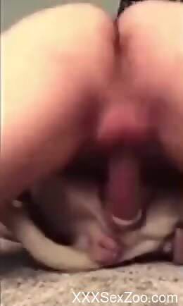 Nude man loudly fucks furry dog and comes inside it