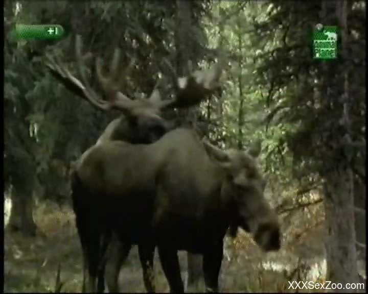 Animal porn delight for zoophilia lovers