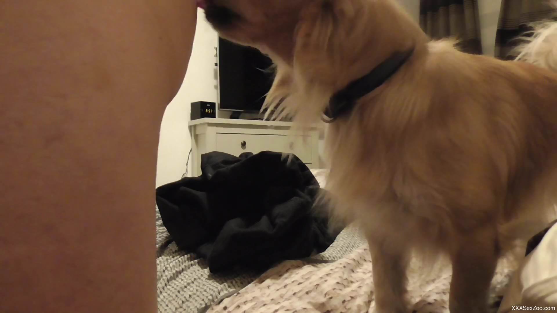 Furry dog pleases horny man with the right cock licking