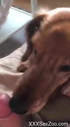 Dog licks man's cock in curious jerk off zoo sessions