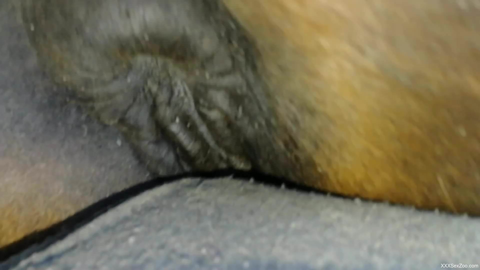 Dude with a hard cock dominates a mare's pussy