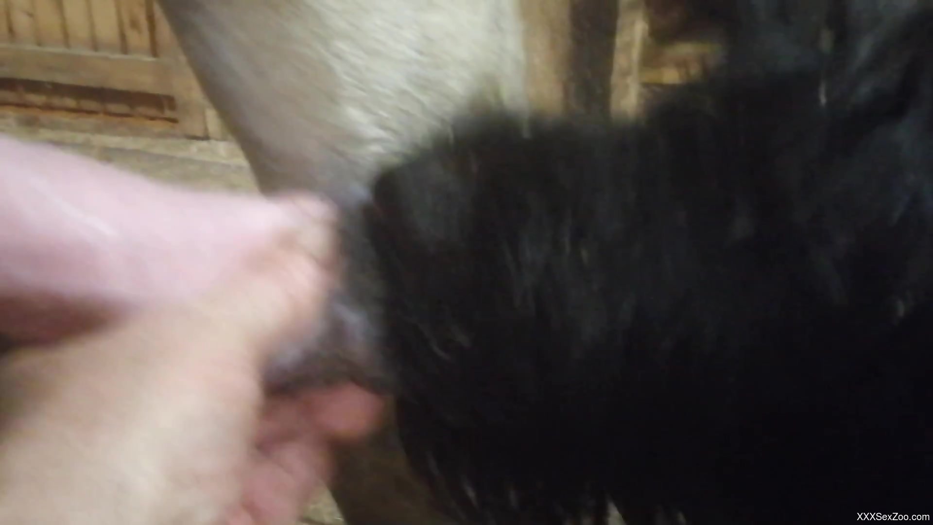 Horse cock is going to beg used for pleasure by a dog