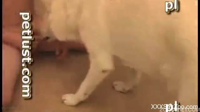 White dog enjoys filthy bestiality porn with an owner