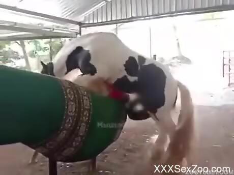 Horse fucks its female and the guy filming gets aroused