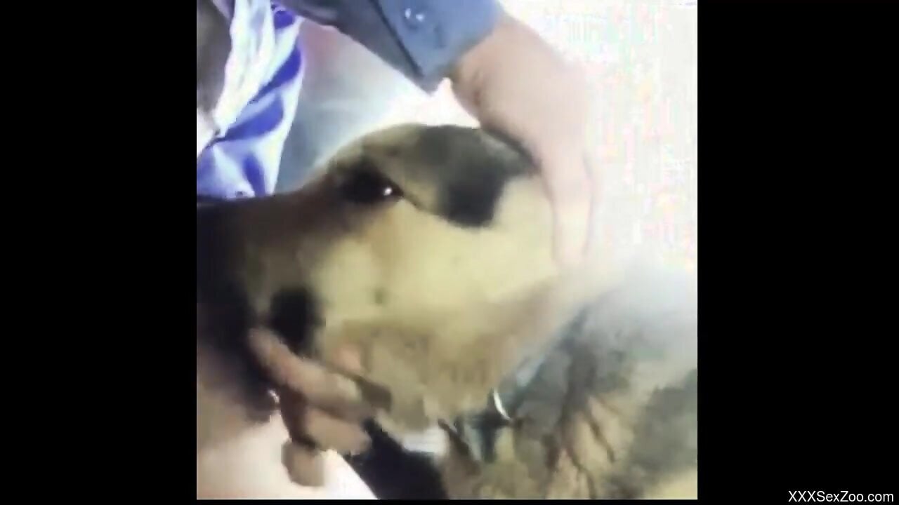 Guy fucking the animal's mouth with his big boner