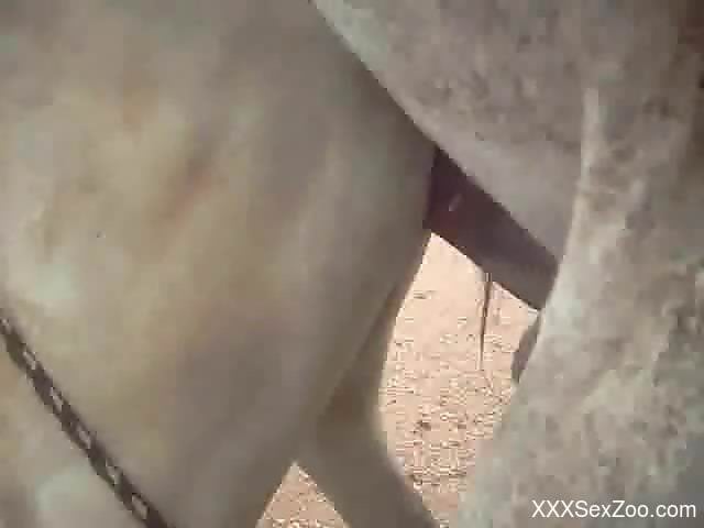 Stallion shoves his cock deep in mare's tight pussy