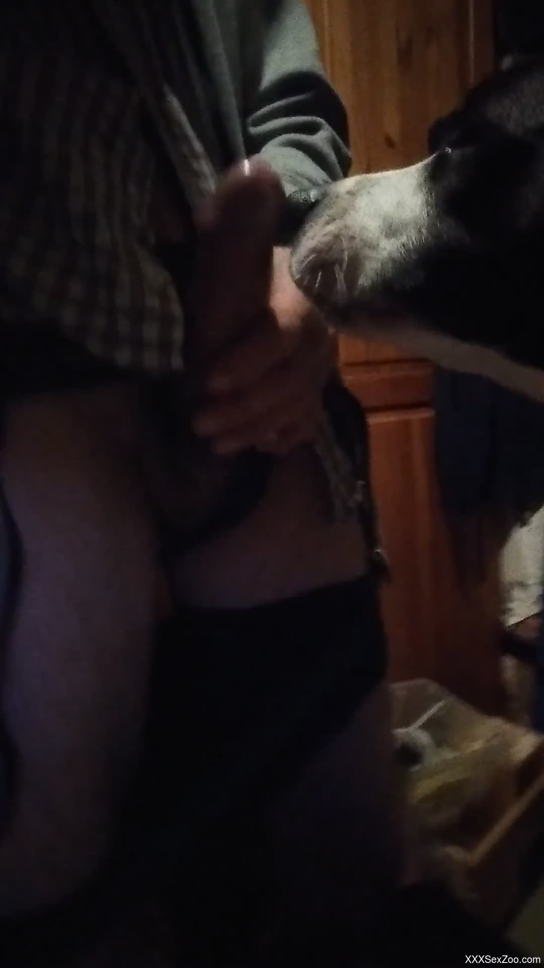 Man jerks off on cam while the dog licking his erect penis