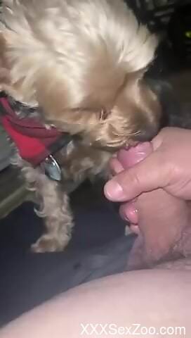 Aroused man wants to come in his furry dog's small mouth