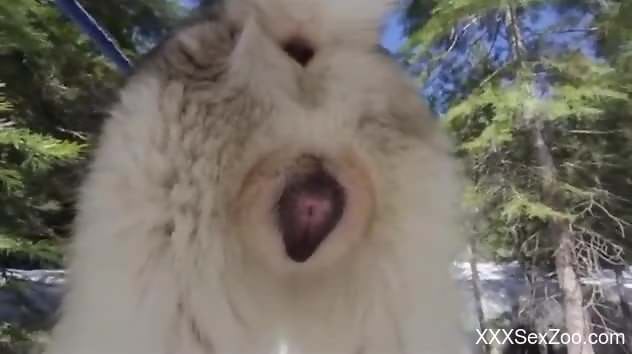 Guy exploring this animal pussy with his hard cock