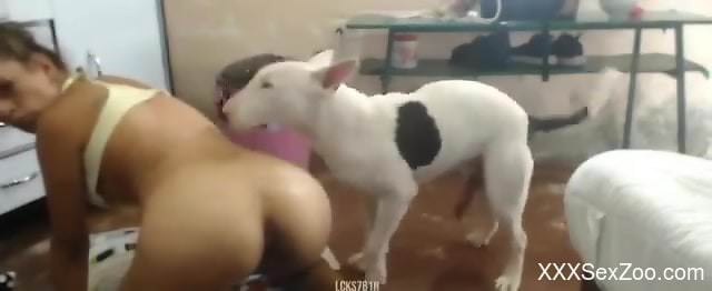 Fishnets-wearing zoophile riding a dog's cock