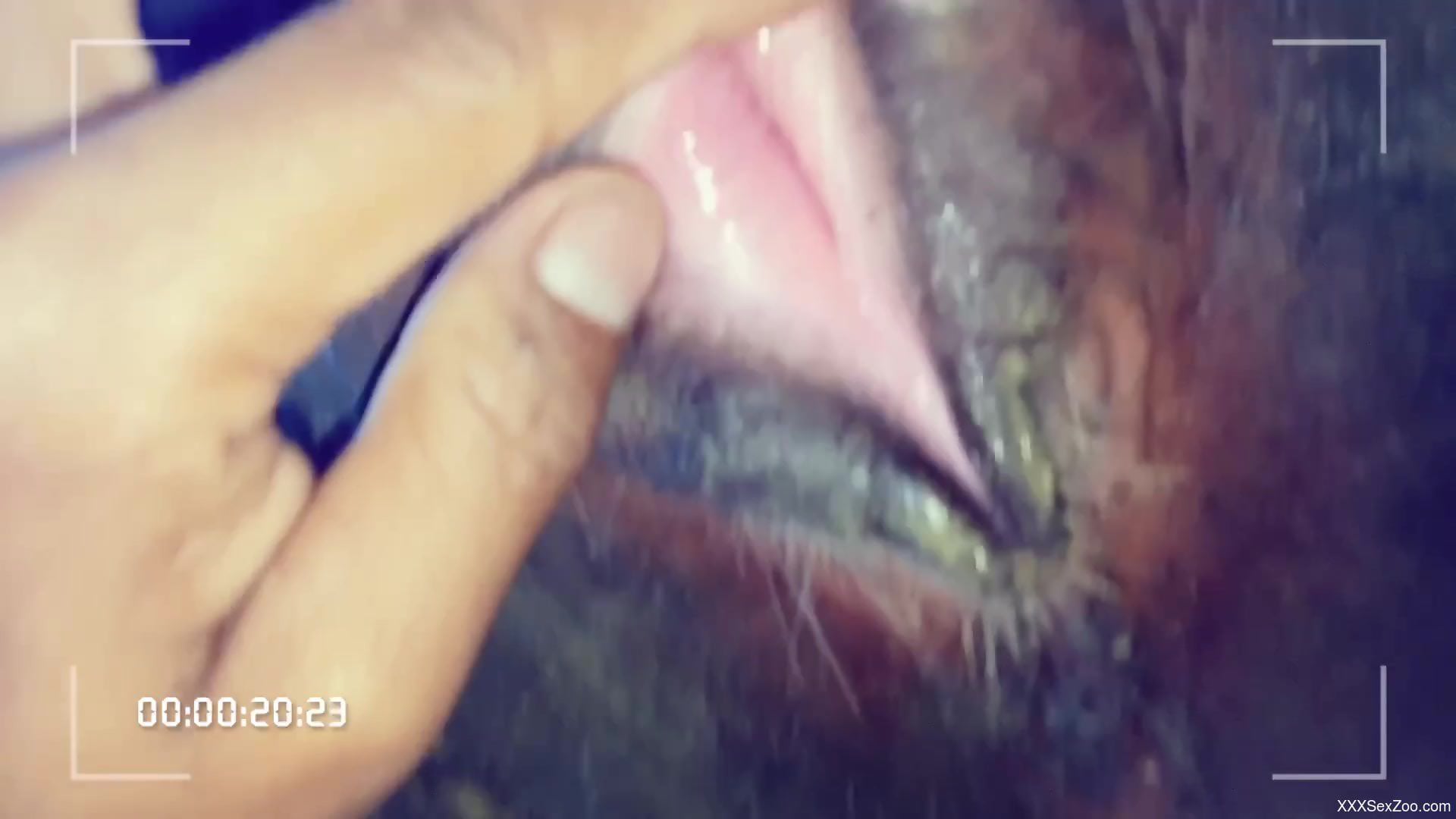 Animal pussy getting fingered and otherwise teased