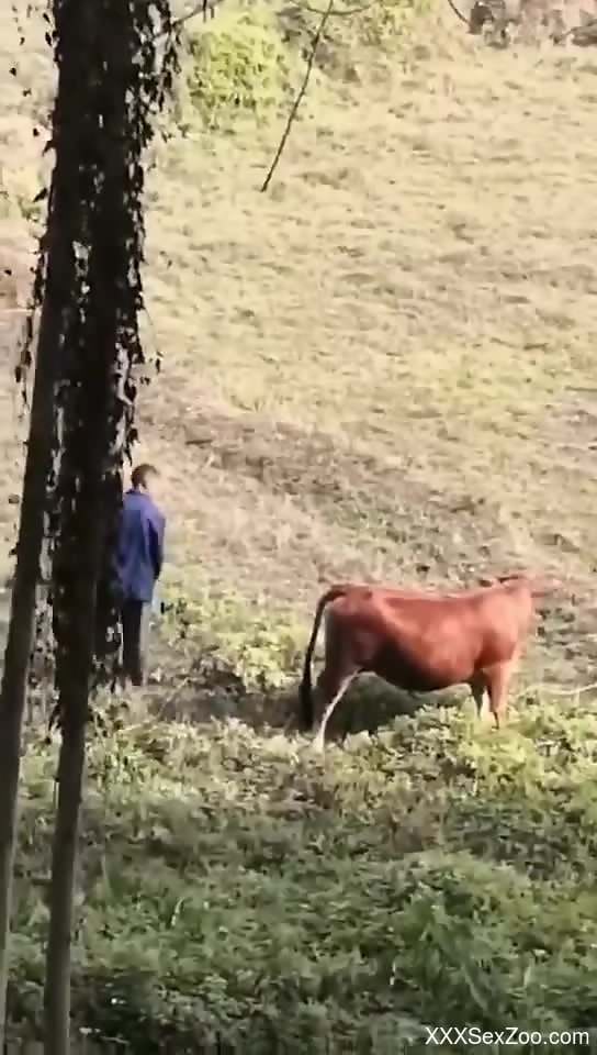 Man filmed in secret when screwing a cow in the ass