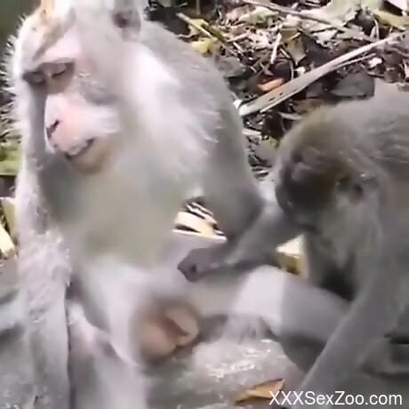 Monkeys try sexual perversions and horny man films it all