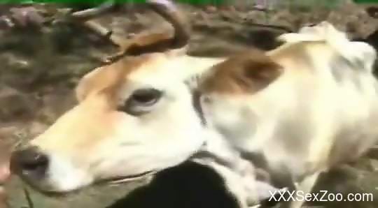 Big animal drilled from behind and going ass to mouth