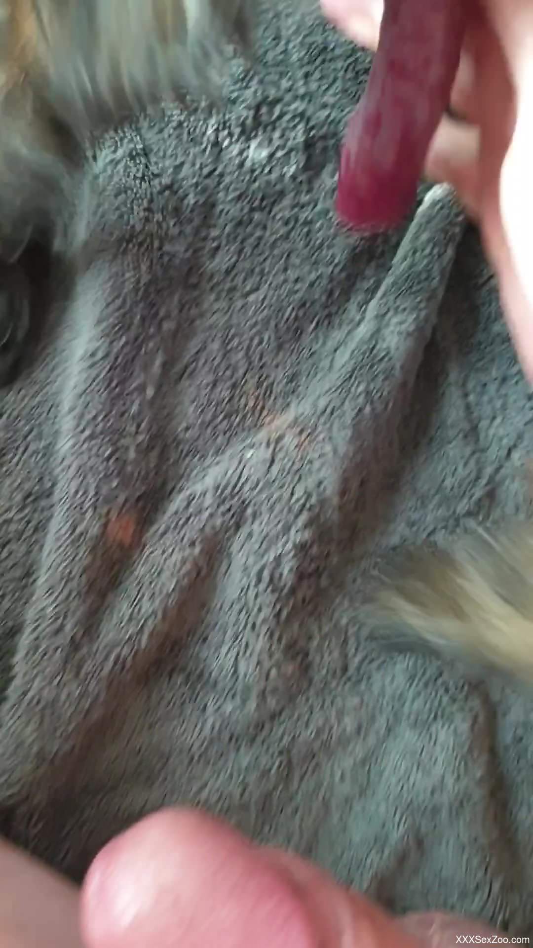 POV frottage video with a dude and his kinky dog