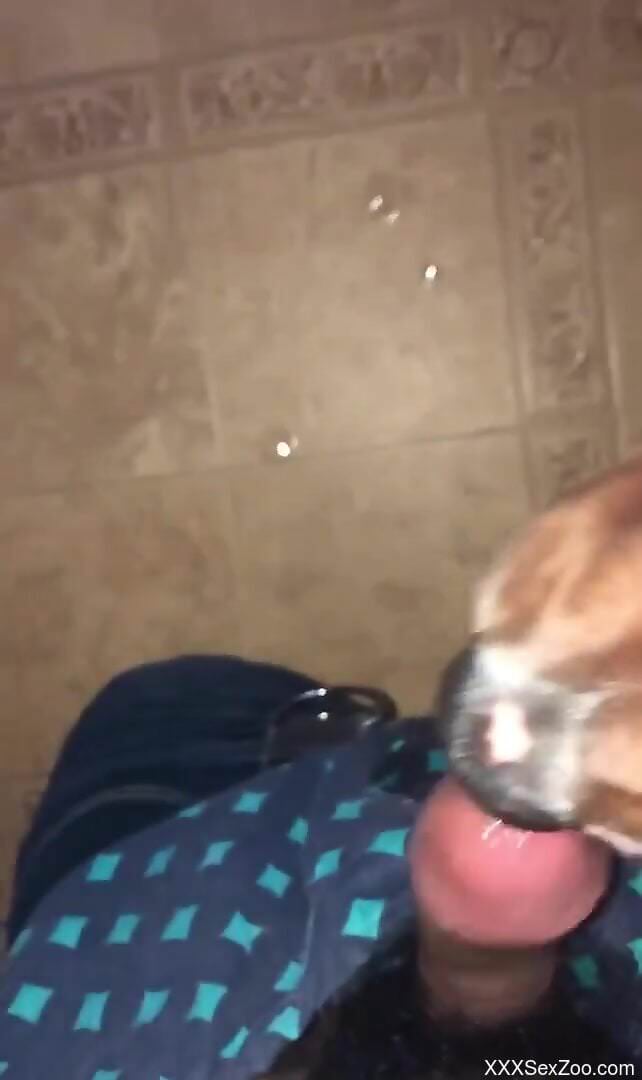 Dog licks man's hard penis in sloppy modes while on cam