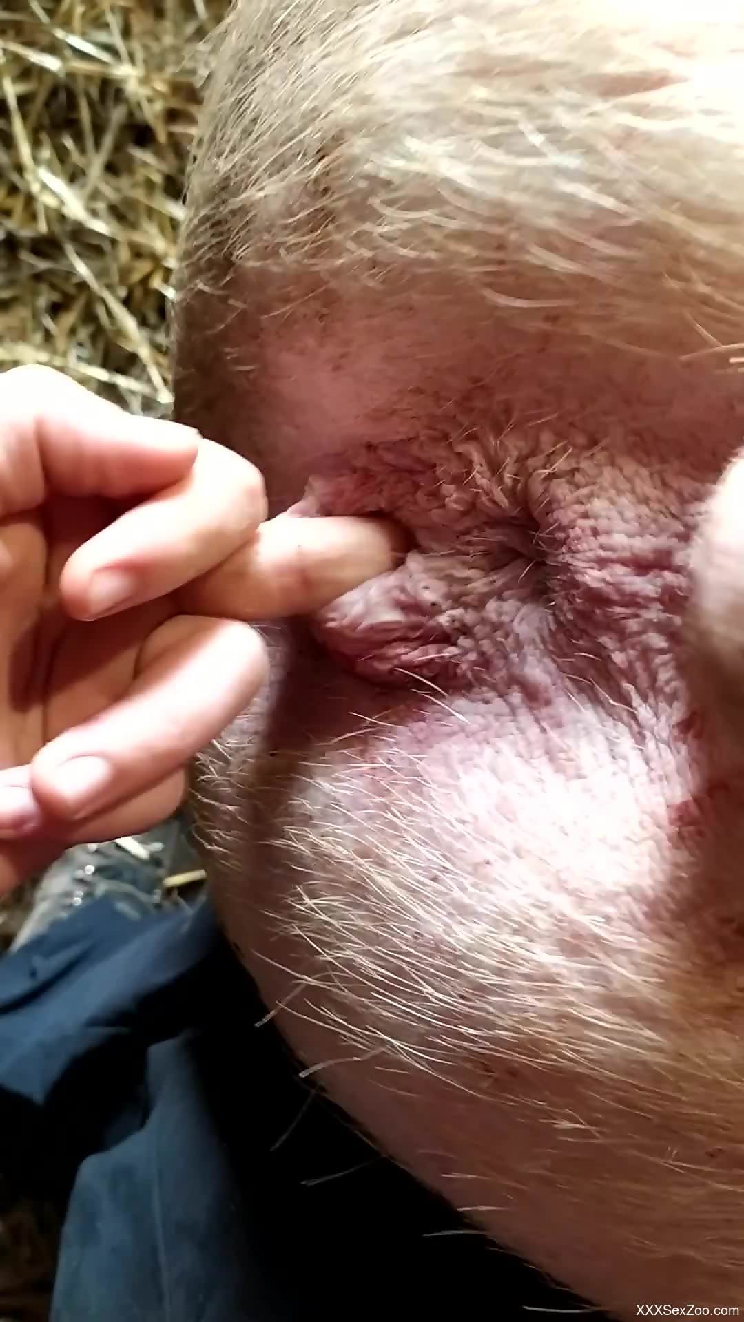 Horny farmer fingering pig's pink little pussy