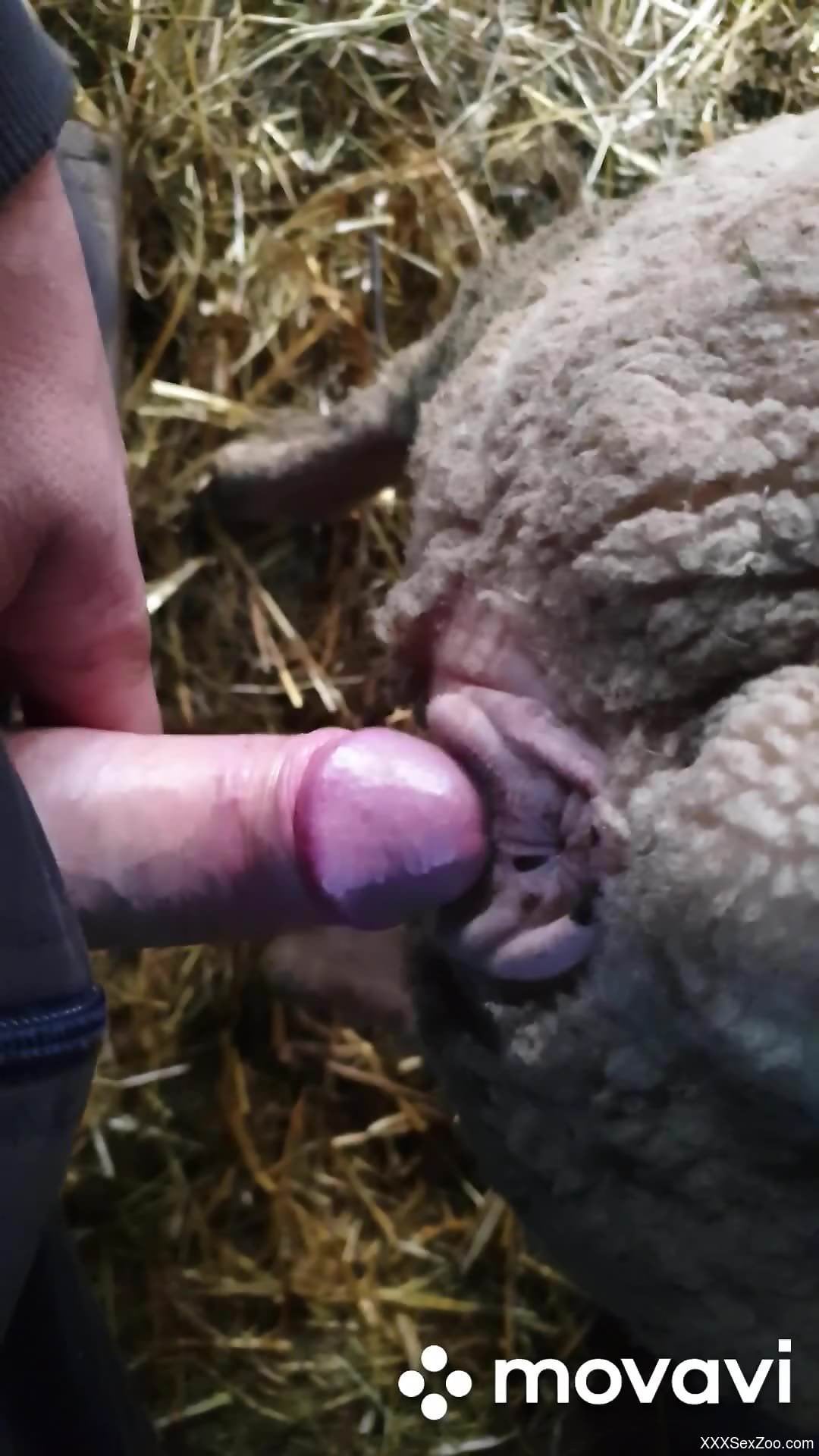 Sheep fucker slides his meaty cock inside of a hot hole