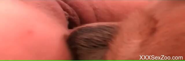 Tight female feels dog's hefty penis all the way in her cunt