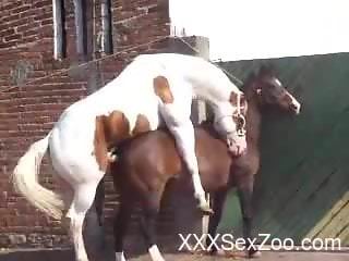 Stallions fucking are this guy's favorite thing to film