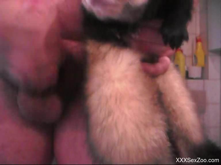 Dude forces a ferret to taste his delicious cum