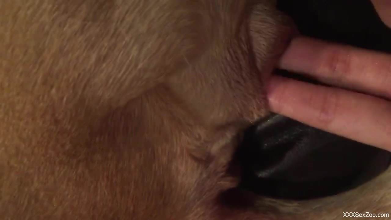 Horny man finger fucks his animal in a crazy home scene