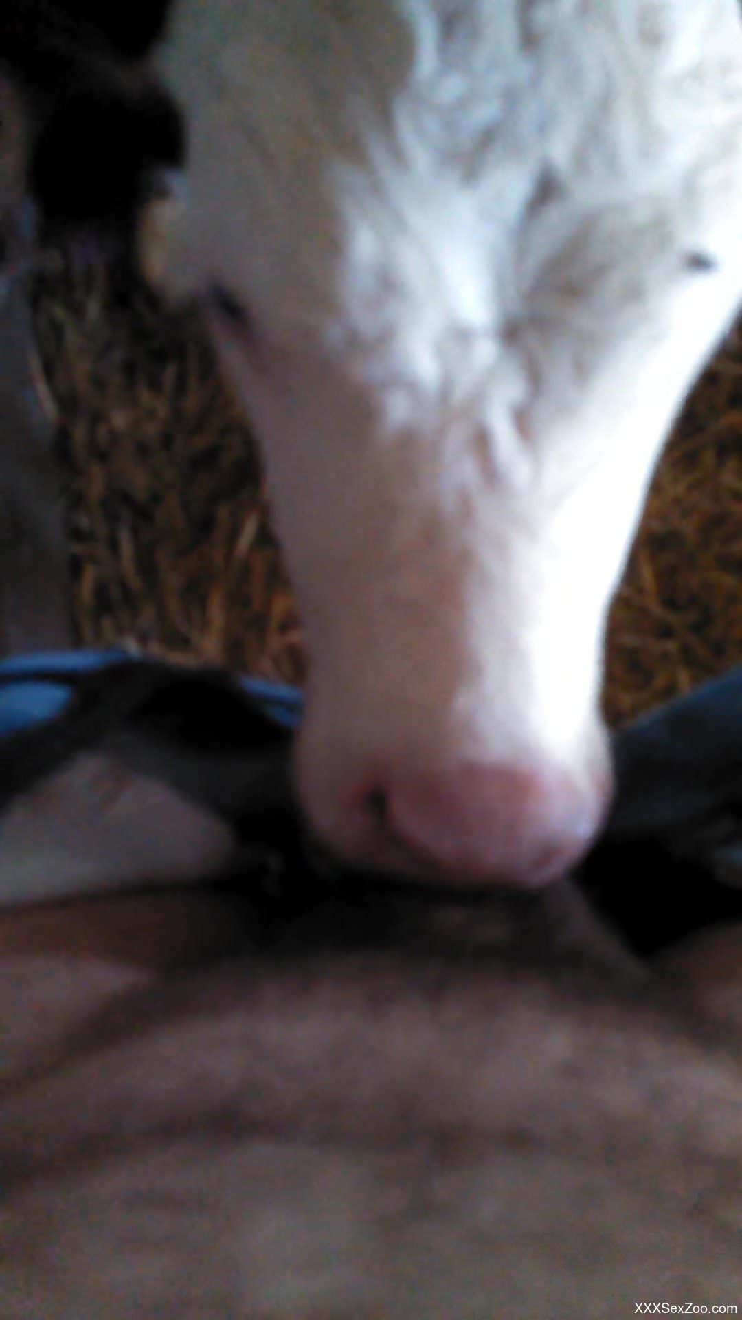 POV skull-fucking session with a kinky, sexy cow