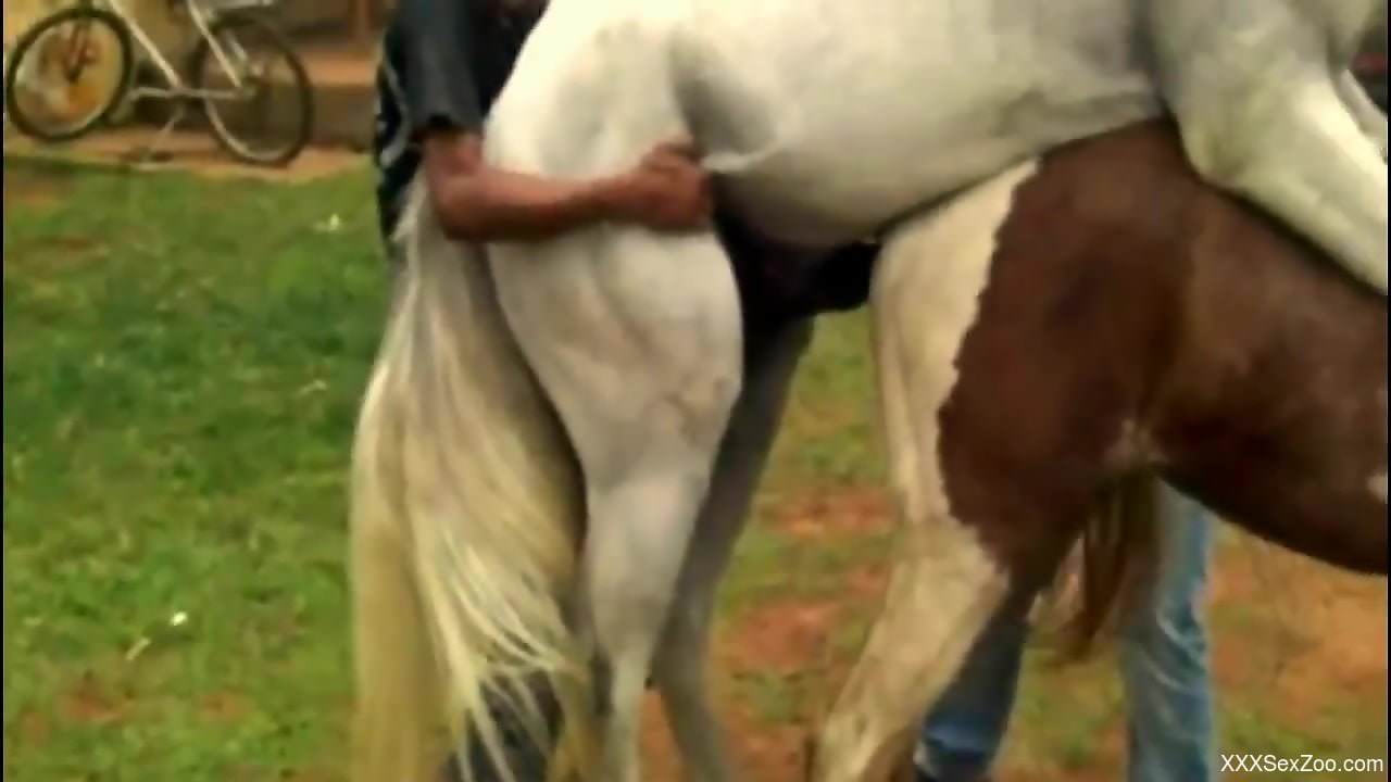 White horse sticks its meaty dick in another horse