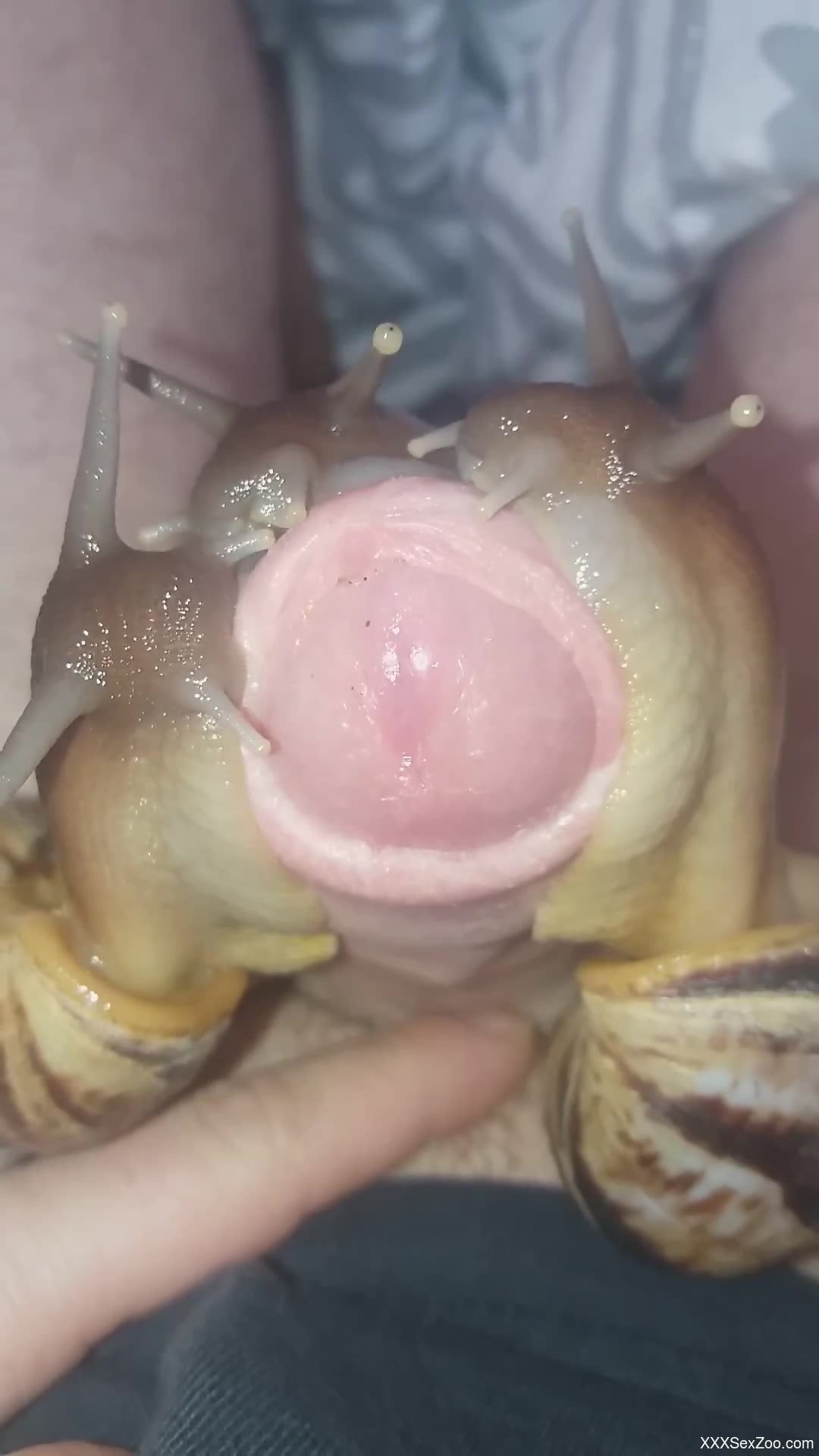 Uncut cock getting covered in delicious snail goo
