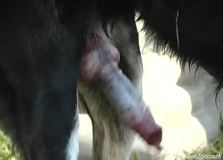 Horny blonde likes to feel the dog's big dick over her pussy