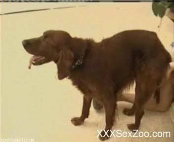 White dog and its horny owner riding its cock