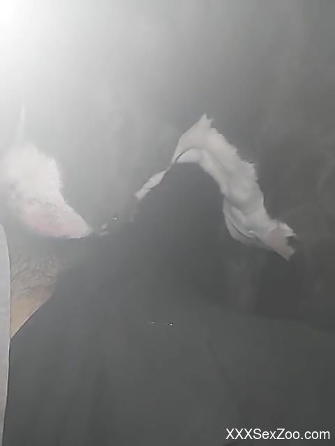 Hot animal enjoy dirty deeds at night in a hot video