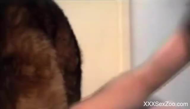 Super hairy pussy tormented by a super sexy dog