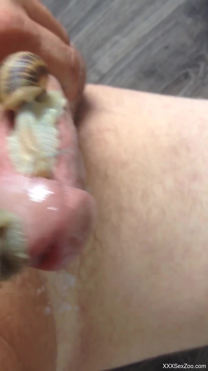 Dude lets two snails pleasure his penis in a hot way