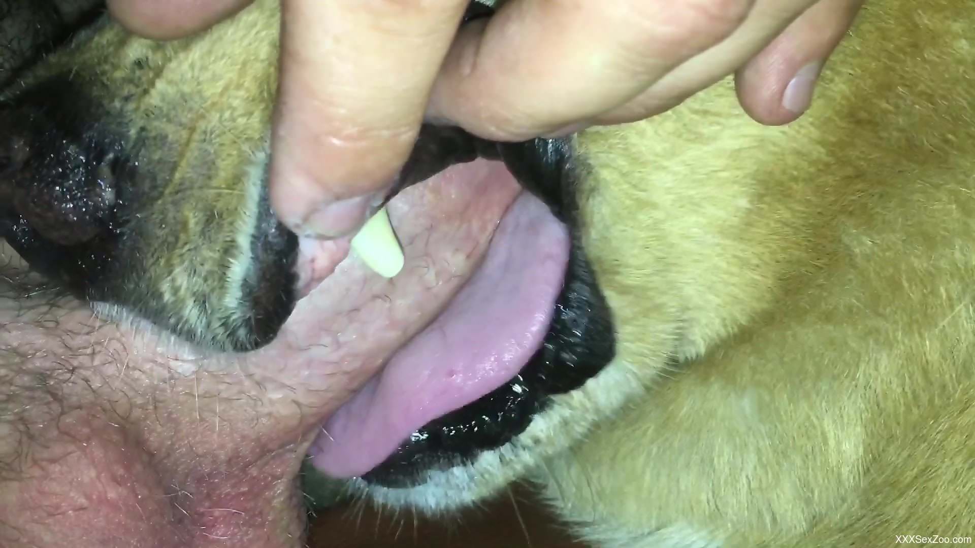 Man enjoys fucking his dog in insane modes