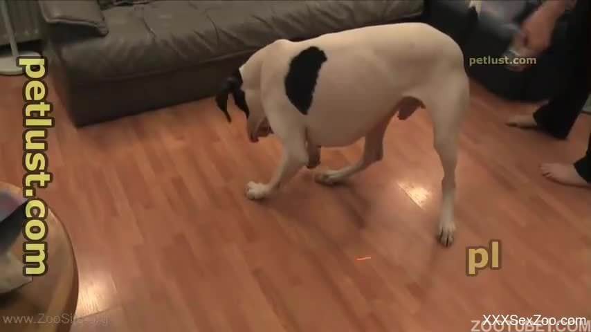 Cute dog gets sensually sucked by passionate owner