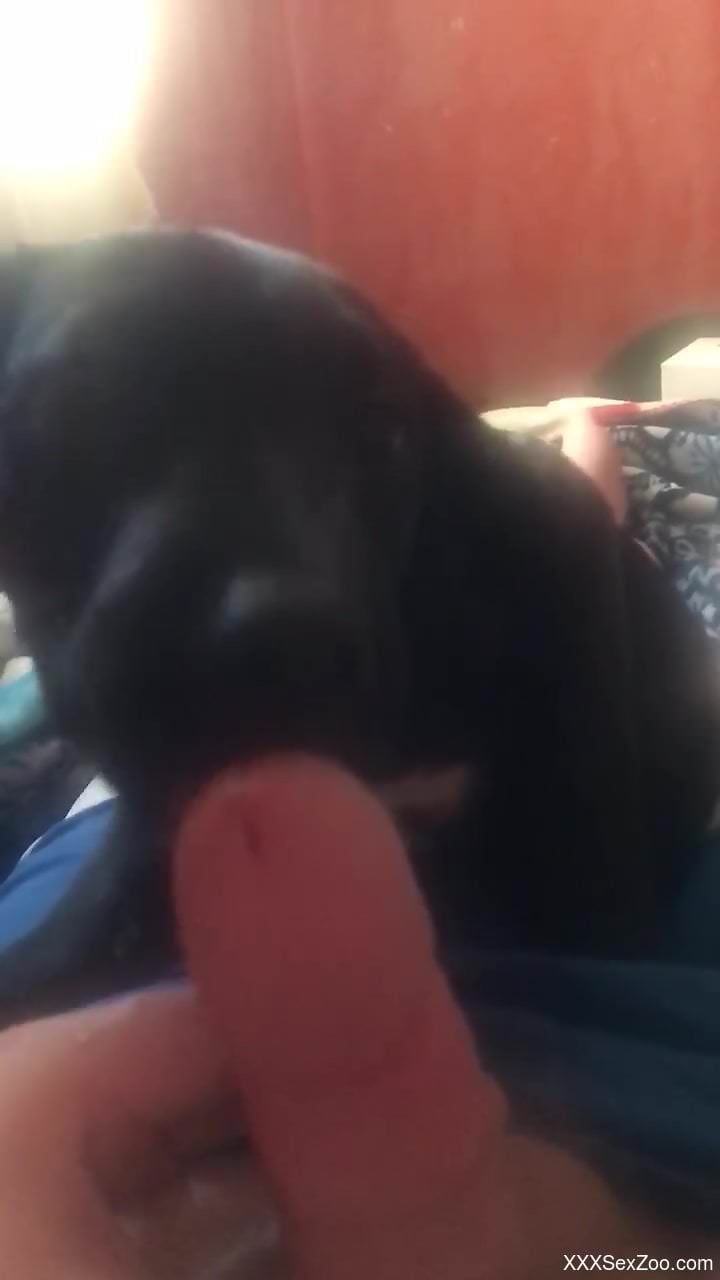 Horny man wants to ass fuck his furry animal in a kinky play