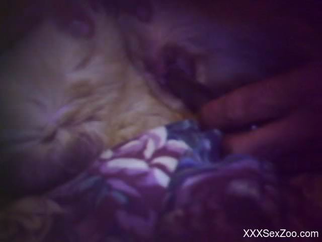 Close-up bestiality with toys and tight holes