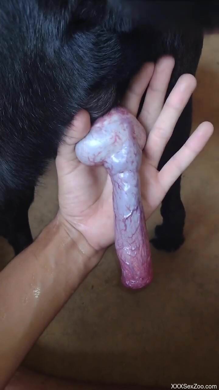 Nice cock of a horny dog is getting jerked HARD