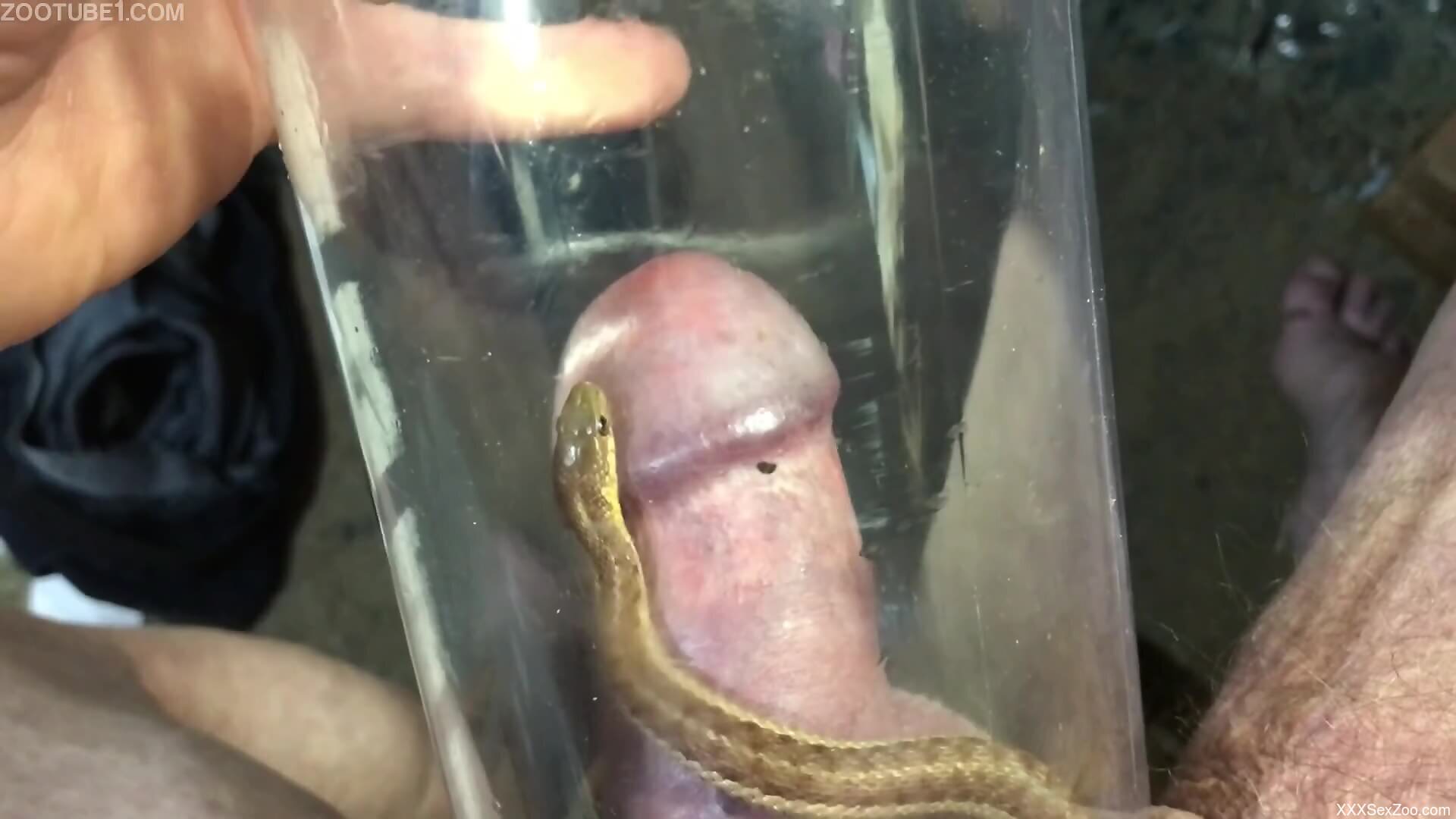 Energized man loves the small snake crawling on his dick