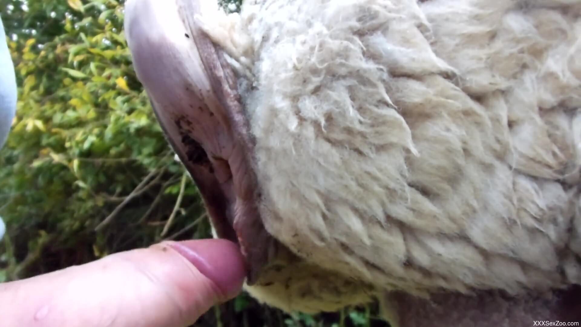 Hairy beast is moaning loudly as fucking unfolds