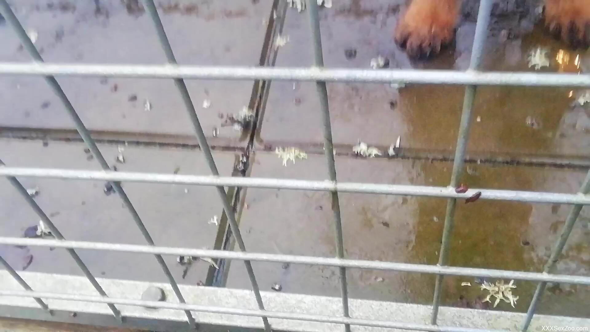 POV pleasure with a dog that wants to lick dick