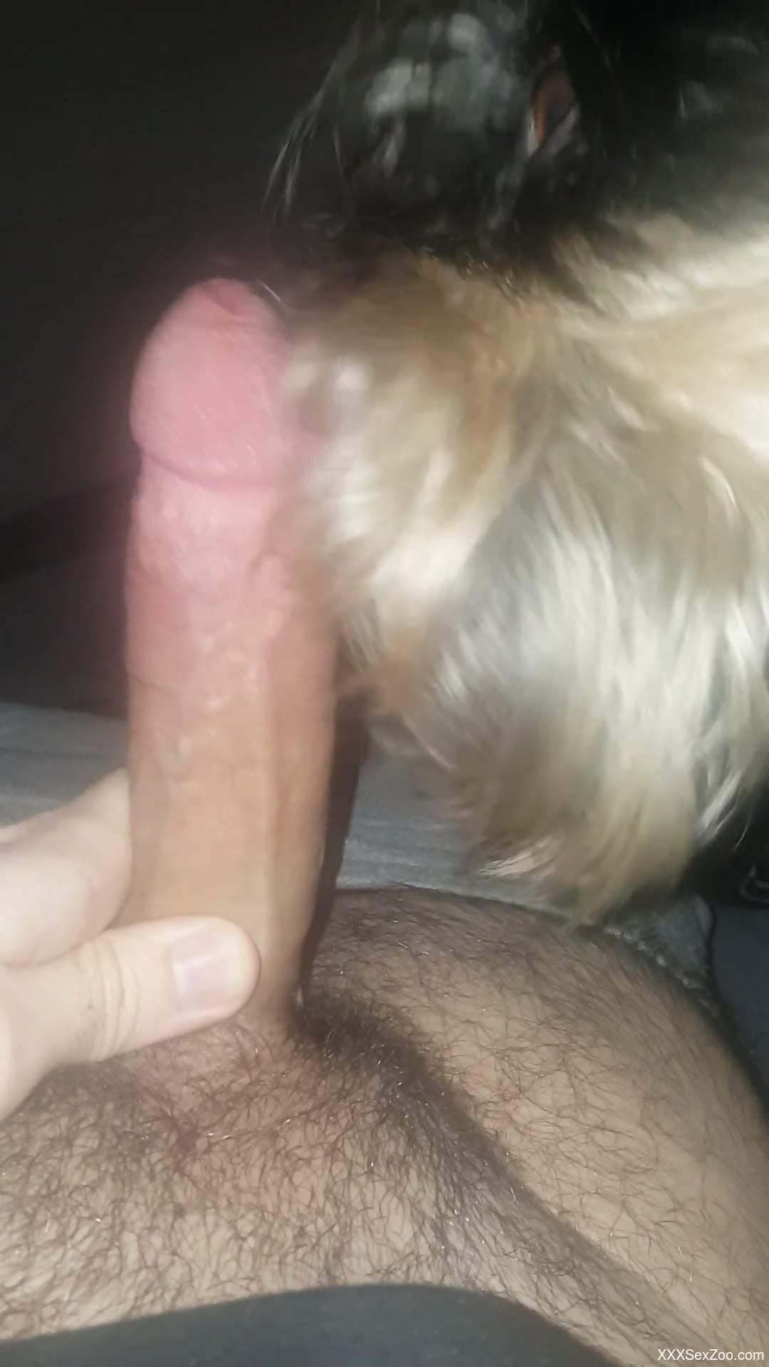 Guy with a thick dick gets a nice BJ from a dog