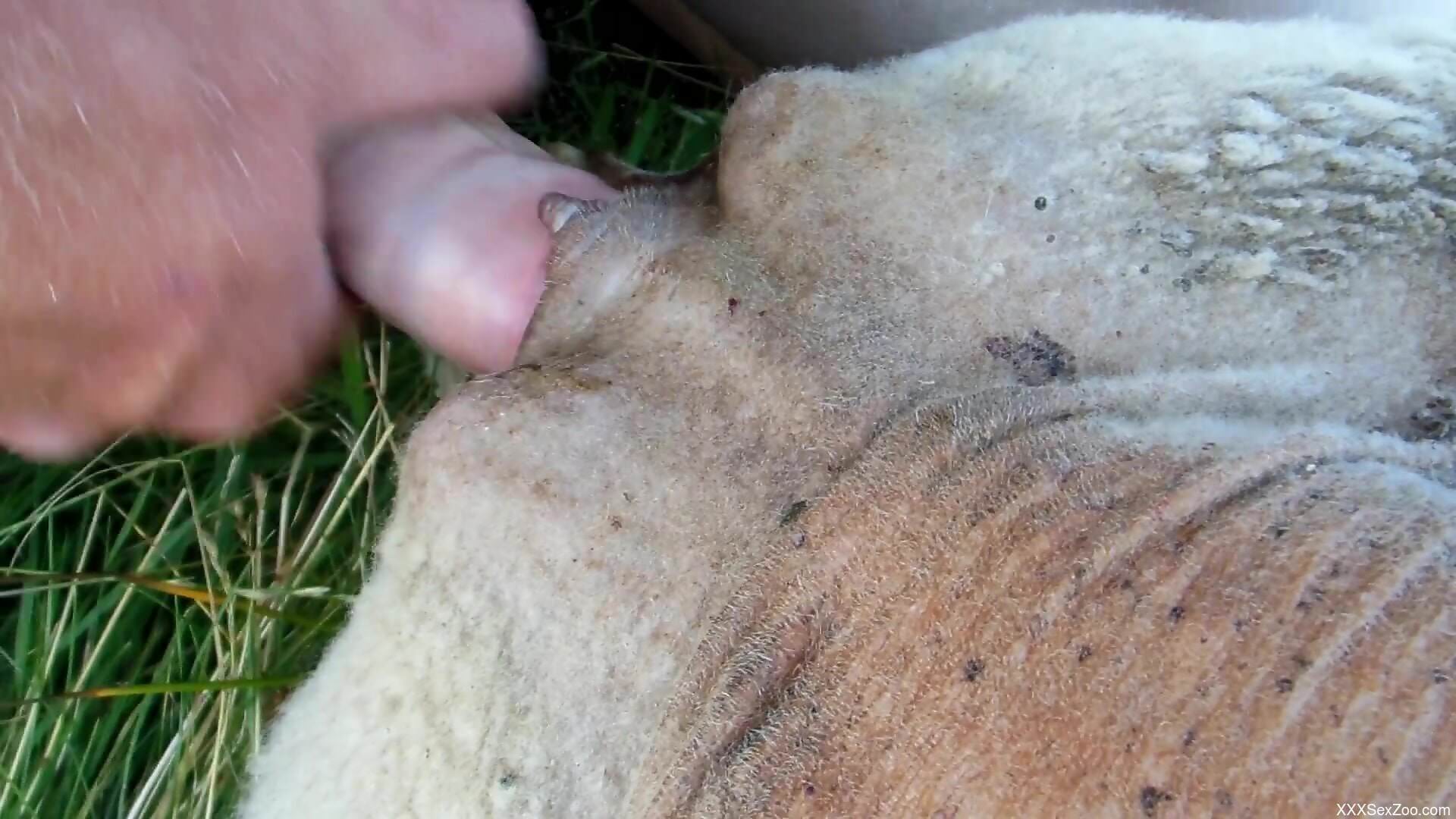 Hot guy with a curved cock fucking a beast hard