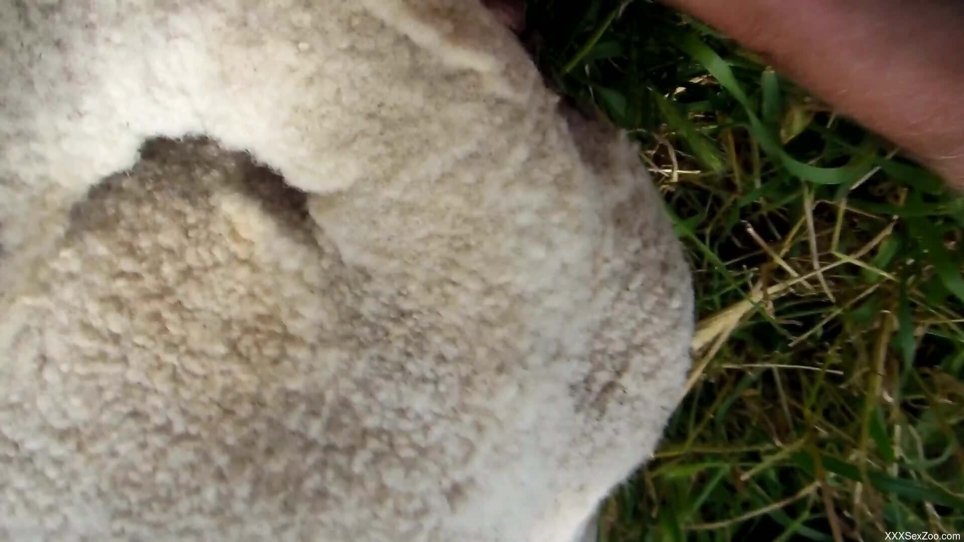 Dude is going to use his cock to ruin a sheep twat