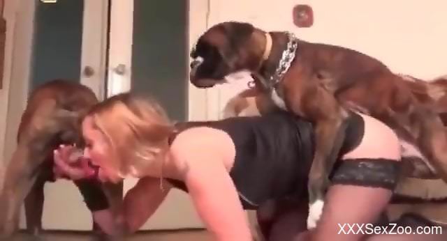 Blonde getting spit roasted by sexy looking dogs
