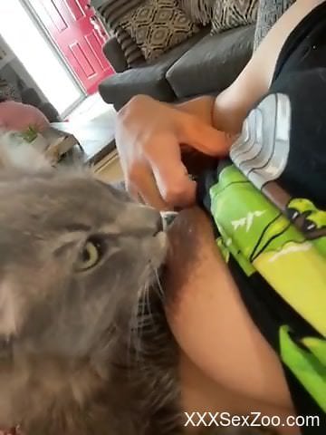 Kitty licking her nipples just because it can