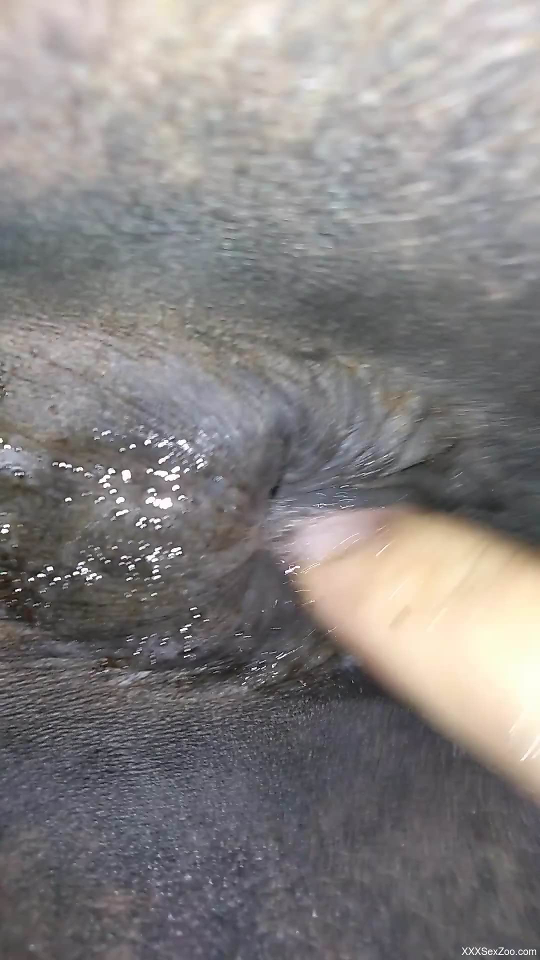 Dude fingering a mare's delicious asshole in POV