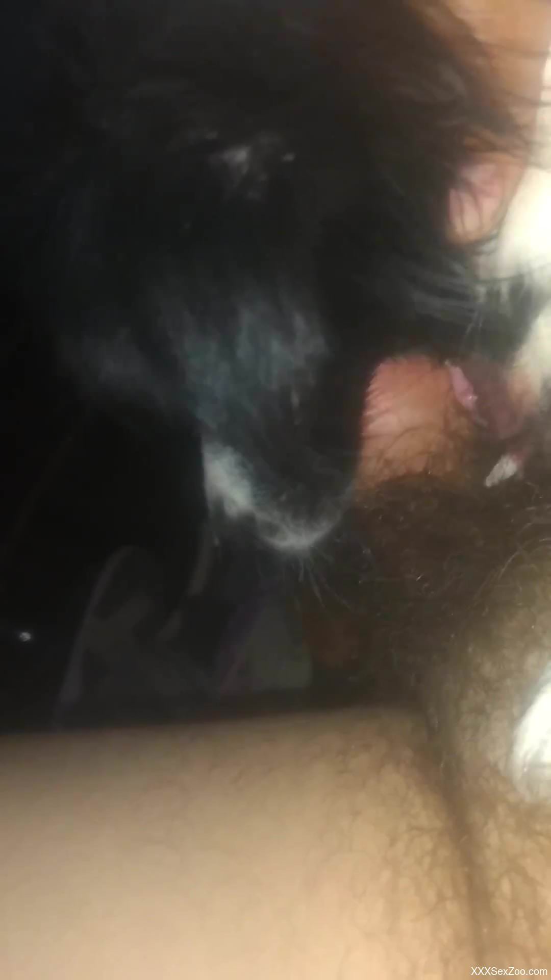 Hairy cock dude fucking his submissive animal in POV