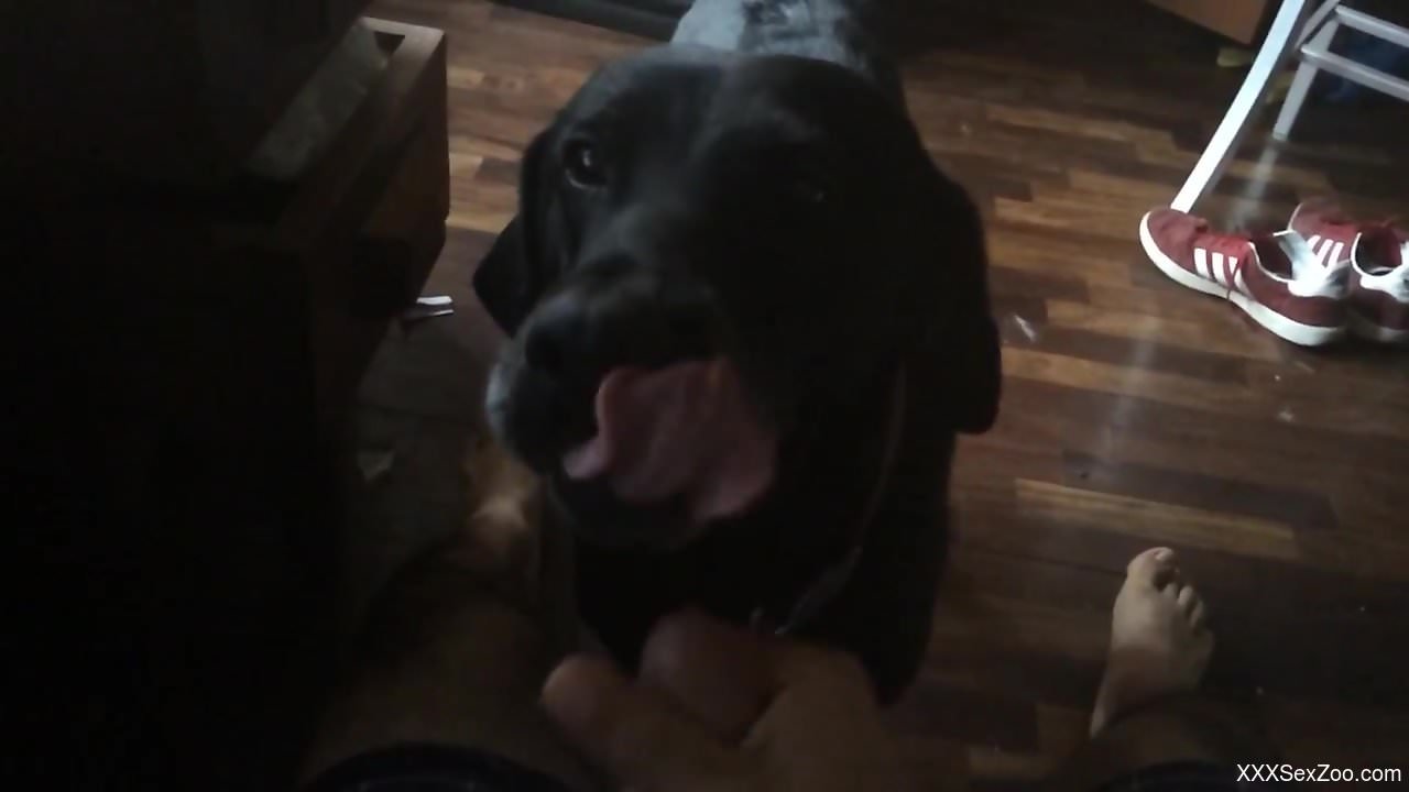 Dude with a hard cock lets this beast lick his cock